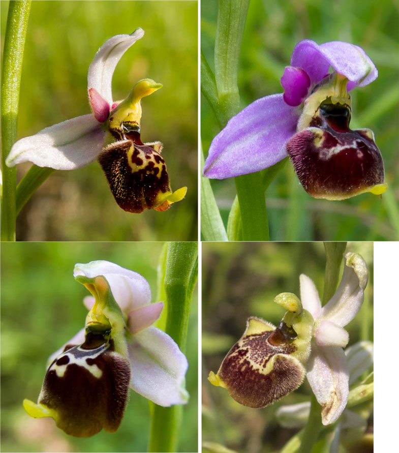 Ophrys tetraloniae?